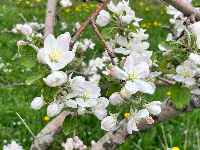 Order the Jona Del Apples apple tree from Roots to Fruits Nursery