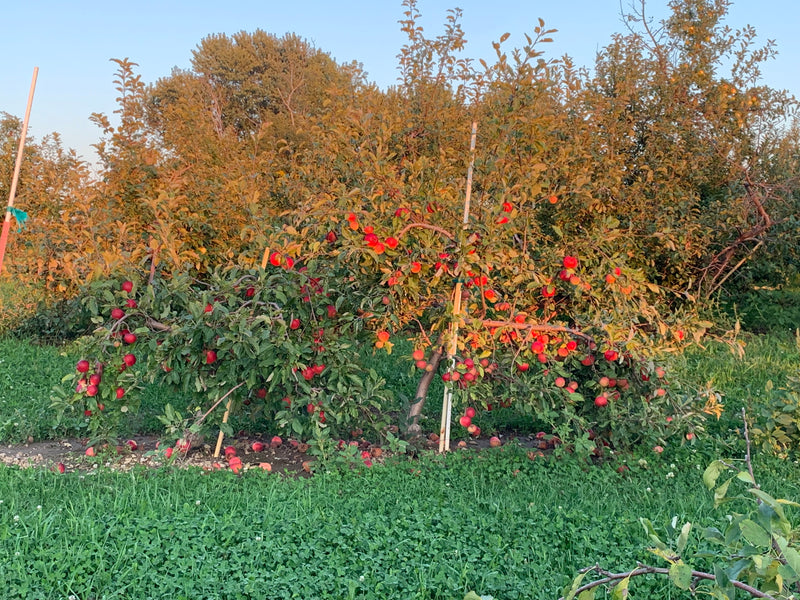 Order the Jonagold Apples apple tree from Roots to Fruits Nursery