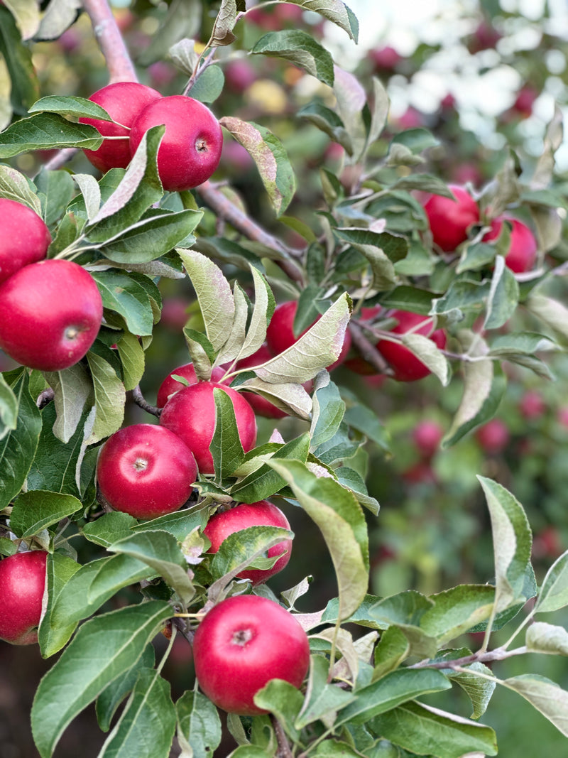 Order the Kickapoo Spice Apples apple tree from Roots to Fruits Nursery