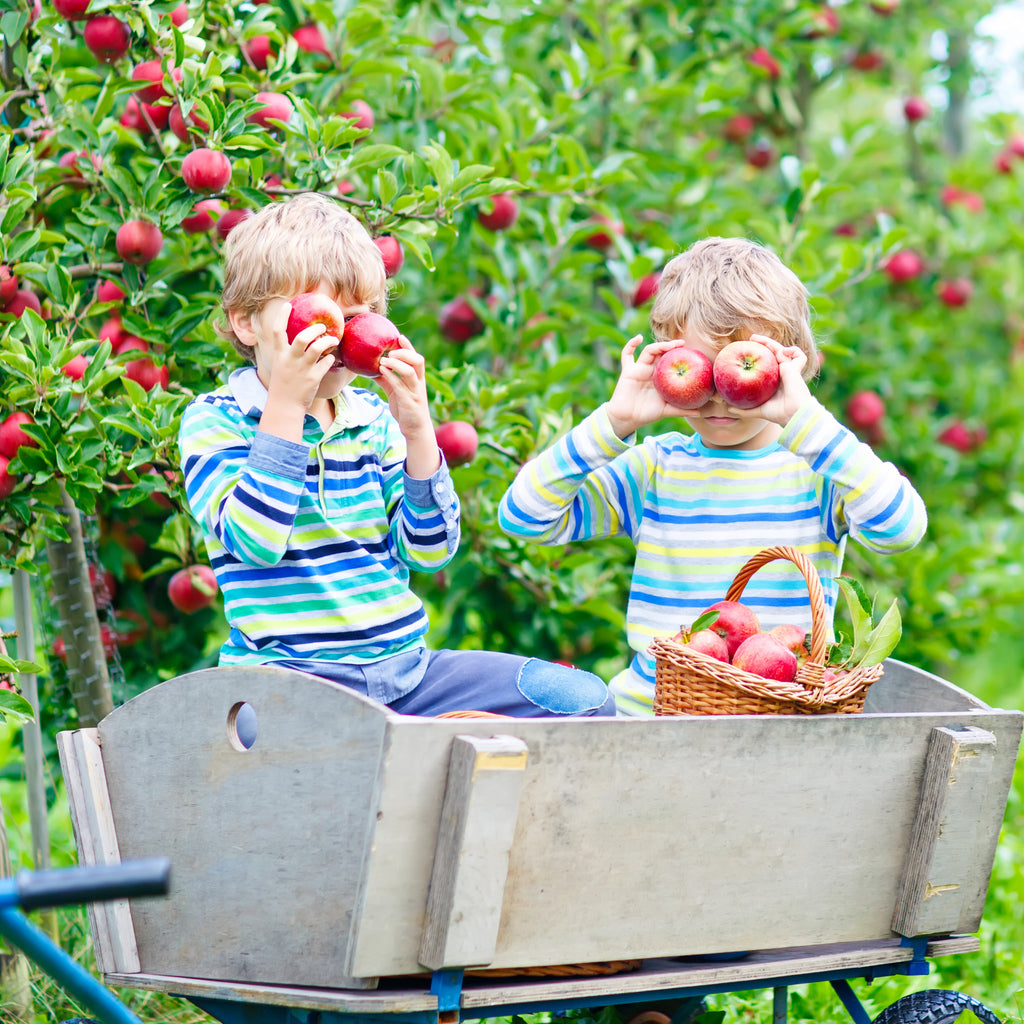 1913 Kickapoo Orchard – 1913 Kickapoo Orchard