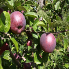 Order the Macoun Apples apple tree from Roots to Fruits Nursery