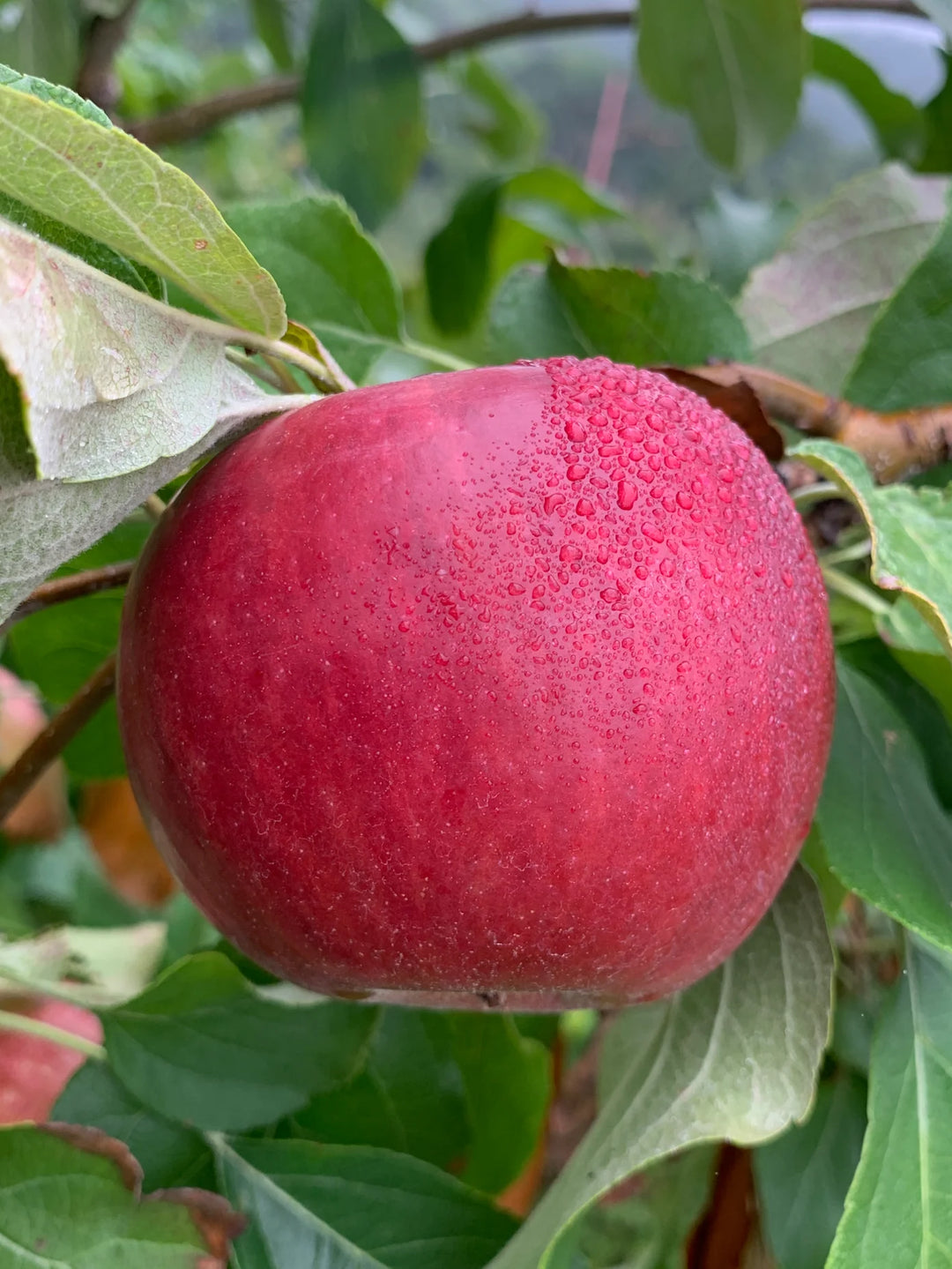 Monark Apples | Early-Season Tart & Crisp Apples from Kickapoo Orchard ...