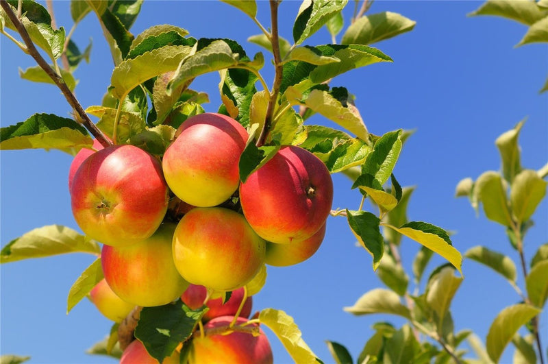 Order the Monark Apples apple tree from Roots to Fruits Nursery