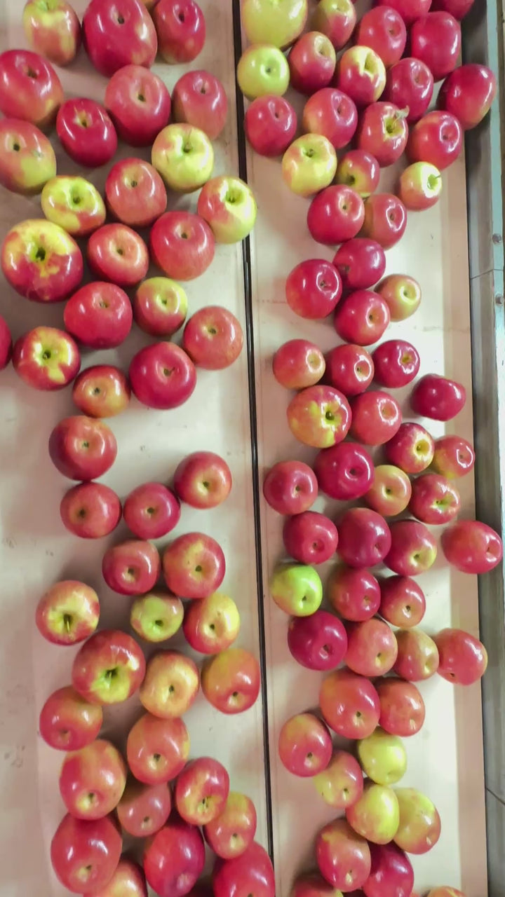 1913 Orchards Heritage Apple Cider