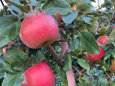 Order the Royal Red Honeycrisp Apples apple tree from Roots to Fruits Nursery