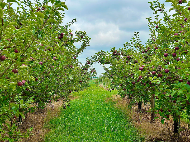 Order the Ruby Mac Apple Apples apple tree from Roots to Fruits Nursery