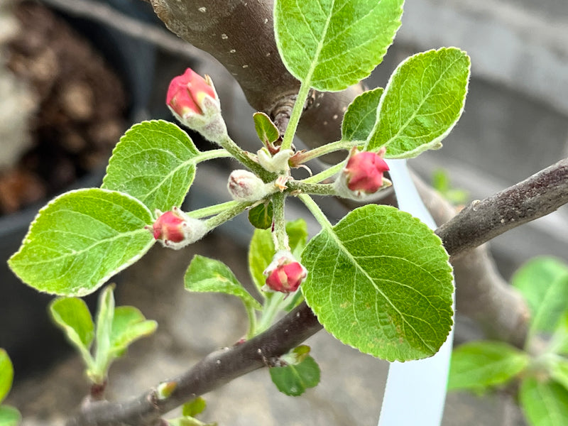 Order the Triumph Apples apple tree from Roots to Fruits Nursery