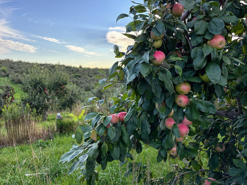 Order the Zestar!® Apples apple tree from Roots to Fruits Nursery